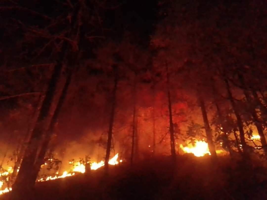 Incendio forestal activo en el municipio de Madera 