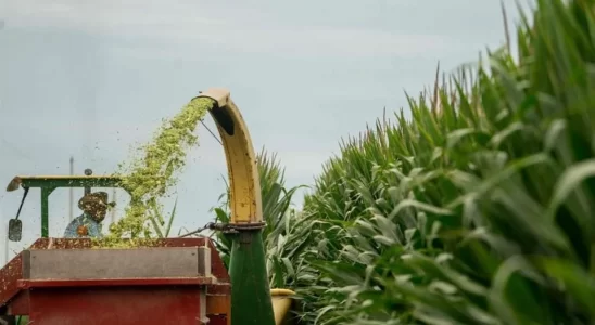 Canadá se suma a EU en el panel contra México por maíz. Crédito: AFP